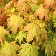 Kép 4/5 - Acer platanoides 'Golden Globe' – Gömb korai juhar