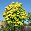 Kép 3/5 - Acer platanoides 'Golden Globe' – Gömb korai juhar