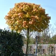 Kép 1/5 - Acer platanoides 'Golden Globe' – Gömb korai juhar