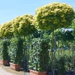 Kép 2/5 - Acer platanoides 'Golden Globe' – Gömb korai juhar