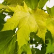 Kép 5/5 - Acer platanoides 'Golden Globe' – Gömb korai juhar