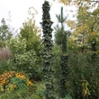 Kép 3/4 - Acer platanoides 'Marit' – Törpe, oszlopos korai juhar