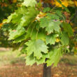 Acer platanoides 'Oregon Pride' – Korai juhar