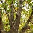 Kép 2/3 - Acer platanoides 'Oregon Pride' – Korai juhar