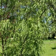 Kép 2/4 - Acer platanoides 'Paldiski' – Korai juhar