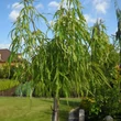 Kép 1/4 - Acer platanoides 'Paldiski' – Korai juhar
