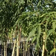 Kép 3/4 - Acer platanoides 'Paldiski' – Korai juhar
