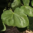 Kép 5/5 - Acer platanoides 'Tharandt' – Korai juhar