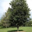 Kép 2/5 - Acer platanoides 'Tharandt' – Korai juhar