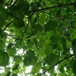 Kép 3/5 - Acer platanoides 'Tharandt' – Korai juhar