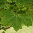 Kép 4/4 - Acer platanoides 'Walderseei' – Tarka levelű korai juhar