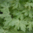 Kép 3/4 - Acer platanoides 'Walderseei' – Tarka levelű korai juhar