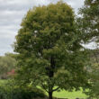 Kép 1/4 - Acer platanoides 'Walderseei' – Tarka levelű korai juhar