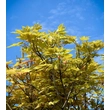 Kép 3/4 - Acer pseudoplatanus 'Brillantissimum' – Narancs-rózsaszín levelű képek rendelés vásárlás a Megyeri Szabolcs Kertészeti webáruházban 