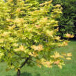 Kép 4/4 - Acer pseudoplatanus 'Brillantissimum' – Narancs-rózsaszín levelű hegyi juhar