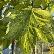 Kép 2/3 - Acer pseudoplatanus 'Leopoldii' – Kúpos koronájú, tarka levelű hegyi juhar