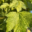 Kép 3/3 - Acer pseudoplatanus 'Leopoldii' – Kúpos koronájú, tarka levelű hegyi juhar