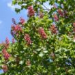 Kép 3/4 - Aesculus carnea 'Briotti' - Piros virágú vadgesztenye