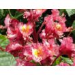 Kép 4/4 - Aesculus carnea 'Briotti' - Piros virágú vadgesztenye