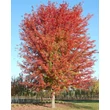 Kép 1/3 - Aesculus glabra 'Autumn Blaze' – Vadgesztenye