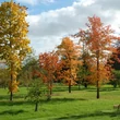 Kép 2/3 - Aesculus glabra 'Autumn Blaze' – Vadgesztenye