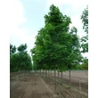 Kép 3/3 - Aesculus glabra 'Autumn Blaze' – Vadgesztenye