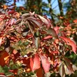 Kép 4/4 - Aesculus glabra 'October Red' – Vadgesztenye