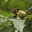 Kép 2/4 - Aesculus glabra 'Sofia' – Vadgesztenye