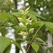 Kép 3/4 - Aesculus glabra 'Sofia' – Vadgesztenye