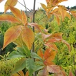 Kép 4/4 - Aesculus glabra 'Sofia' – Vadgesztenye
