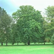 Kép 2/4 - Aesculus hippocastanum 'Memmingeri' – Vadgesztenye