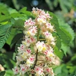 Kép 3/4 - Aesculus hippocastanum 'Memmingeri' – Vadgesztenye