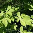 Kép 4/4 - Aesculus hippocastanum 'Memmingeri' – Vadgesztenye