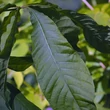 Kép 2/5 - Aesculus chinensis – Kínai vadgesztenye