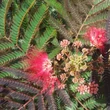Kép 1/2 - Albizia julibrissin 'Evey's Pride' (syn.: 'Evi's Pride', 'Evy's Pride')– Selyemakác