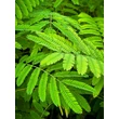 Kép 1/6 - Albizia julibrissin - Selyemakác