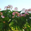 Kép 2/2 - Albizia julibrissin 'Tropical Dream' – Selyemakác korona
