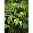 Kép 2/3 - Betula pendula - Közönséges nyírfa - képek rendelés vásárlás a Megyeri Szabolcs Kertészeti webáruházban.