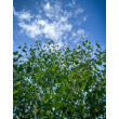 Kép 3/3 - Betula pendula - Közönséges nyírfa - képek rendelés vásárlás a Megyeri Szabolcs Kertészeti webáruházban.