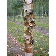 Kép 2/2 - Betula albosinensis 'Fascination' – Nyírfa