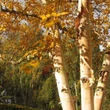 Kép 2/3 - Betula costata 'Select' – Mandzsu nyír