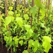 Kép 2/2 - Betula pendula 'Golden Beauty' – Közönséges nyír