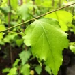 Kép 1/2 - Betula pendula 'Golden Beauty' – Közönséges nyír