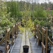Kép 2/2 - Betula pendula 'Golden Obelisk' – Közönséges nyír