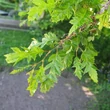 Kép 1/2 - Carpinus betulus 'Quercifolia' – Gyertyán