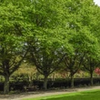 Kép 2/2 - Carpinus betulus 'Quercifolia' – Gyertyán