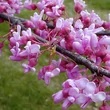 Kép 2/4 - Cercis canadensis - Kanadai júdásfa