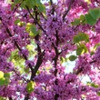 Kép 3/4 - Cercis canadensis - Kanadai júdásfa