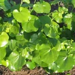 Kép 2/2 - Cercis canadensis var. texensis 'Oklahoma' – Fényeslevelű júdásfa