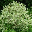 Kép 2/2 - Cornus alba 'Argenteomarginata' (syn.: 'Albovariegata', 'Argenteo-marginata', 'Elegantissima') – Fehér som